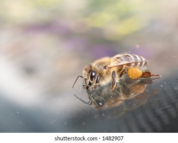 bee