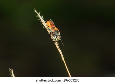 Bee