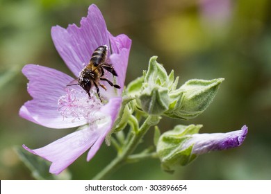 bee