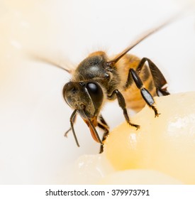bee