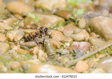 Bee