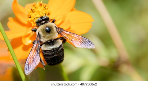 Bee
