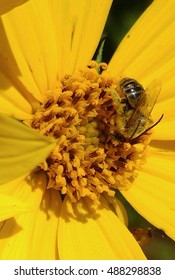 Bee