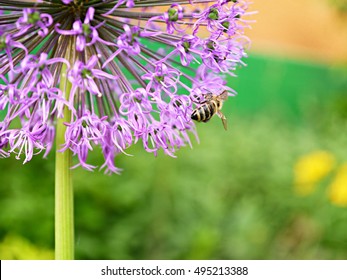 bee