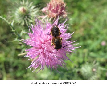 bee