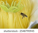 bee, Andrenidae, Apidae, Colletidae, Halictidae, Megachilidae, Melittidae, Stenotritidae