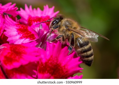 Bee (anthophila) On Red Flower