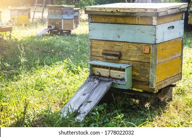 Bee apiary with beehives. A beehive from a tree stands in an apiary