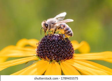 Bee - Apis mellifera - pollinates a blossom of the orange coneflower - Rudbeckia fulgida - Powered by Shutterstock