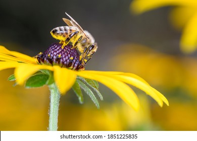 Bee - Apis mellifera - pollinates a blossom of the orange coneflower - Rudbeckia fulgida - Powered by Shutterstock