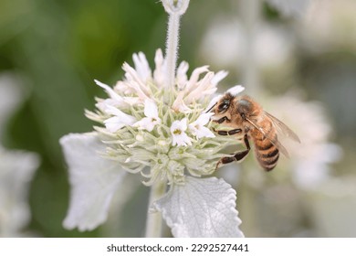 Bee - Apis mellifera - pollinates a blossom of the hite horehound or common horehound  - Marrubium incanum