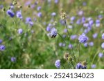 A bee   (  Apoidea  )  on a flower  in green nature with copy space