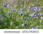 A bee   (  Apoidea  )  on a flower  in green nature with copy space