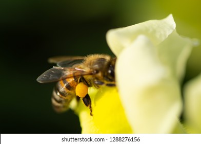 Bee, Aryan, Pollen