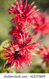 Bee Balm