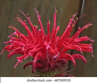 Bee balm