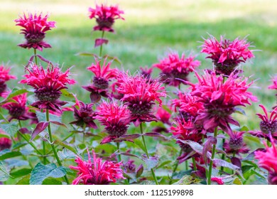 Bee Balm In Bloom.