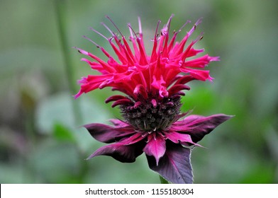 A Bee Balm Flower.