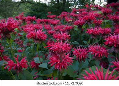 Bee Balm Flowers