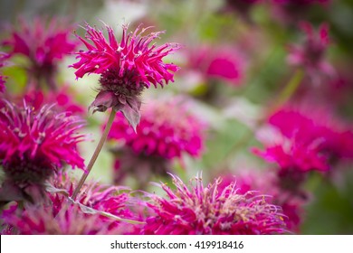 Bee Balm Flowers