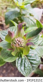 Bee Balm Plant About To Bloom.