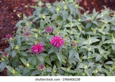 Bee Balm Plant In The Early Morning Dew.