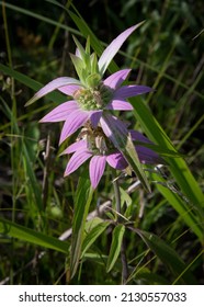 Bee Balm Plant In Indiana