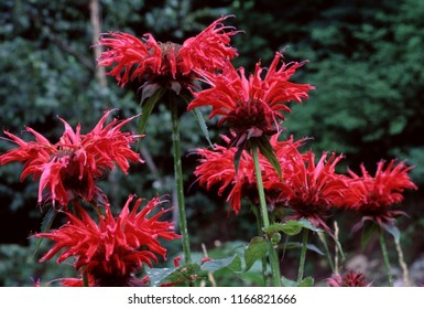 Bee Balm Wildflower (Monarda Fistulosa)