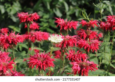 The Bee Baum, summer flowers - Shutterstock ID 2177331407