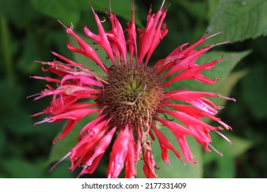 The Bee Baum, summer flowers - Shutterstock ID 2177331409