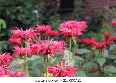 The Bee Baum, summer flowers - Shutterstock ID 2177331421