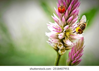 Bee and beetle. Close up of a large striped bee and beetle collects honey on a pink flower on a Sunny bright day.  - Powered by Shutterstock