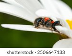 Bee Beetle - Trichodes apiarius, small beautiful colored beetle from European forests and woodlands, Czech Republic.