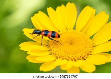 Bee Beetle - Trichodes apiarius, small beautiful colored beetle from European forests and woodlands, Czech Republic.