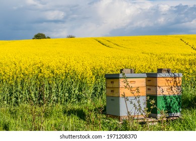 Bee boxes at the edge of a flowering rapeseed field