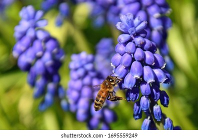 bee is busy collecting nectar from a muscari grape hyacinth