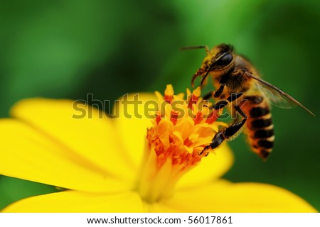 A bee busy drinking nectar from the flower
