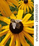 Bee buzzing around a blooming flower