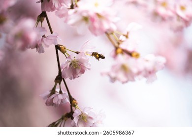 A bee at a Cherrytree 