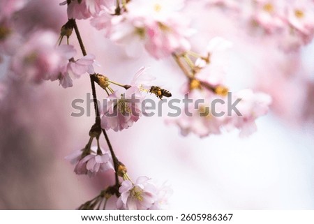 A bee at a Cherrytree 