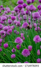 A Bee Clings To The Early Spring Purple/pink Blooms Of A Lush Chives Plant. 