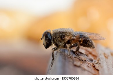 bee close up blurish background
