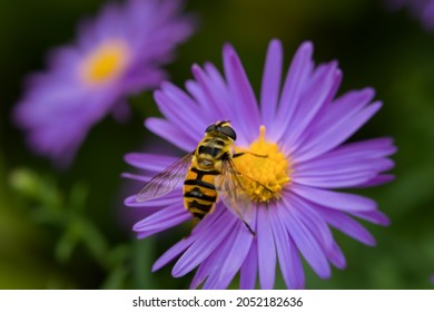 Bee Close-up. Bright Purple Autumn Flower Of The Asteraceae Family. The Striped Insect Collects Nectar From The Yellow Core. Macro Wild Life. Natural Floral Rich Background, Selective Focus On The Bee