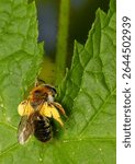 a bee in close-up. colorful macro photography. natural environment and lighting. close-up. bee. Anthophila. Apoidea.