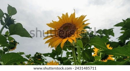 Bee colecting honey from sunflower