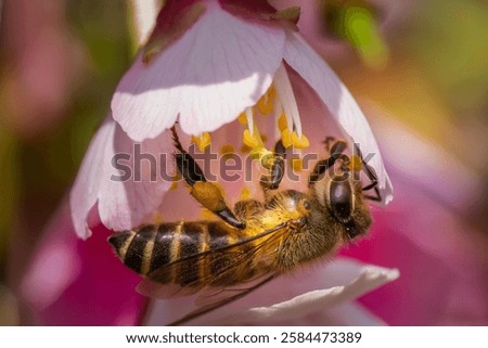 Bee colecting nectar from a cherry blossom flower