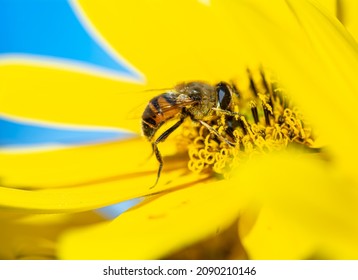Bee colecting nectar from the flower