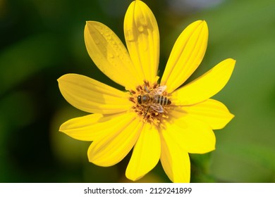bee colecting nectar and pollen on yellow flower