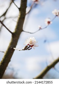 Bee colecting polen from Apricot flower. Polenization process. Bee in nature. Spring time on the countryside. White apricot flower with bee. Sakura flower japan. Bee on flower close up