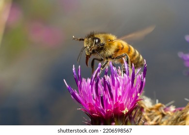 Bee colecting polen from a Greater burdock Arctium lappa flower closeup.